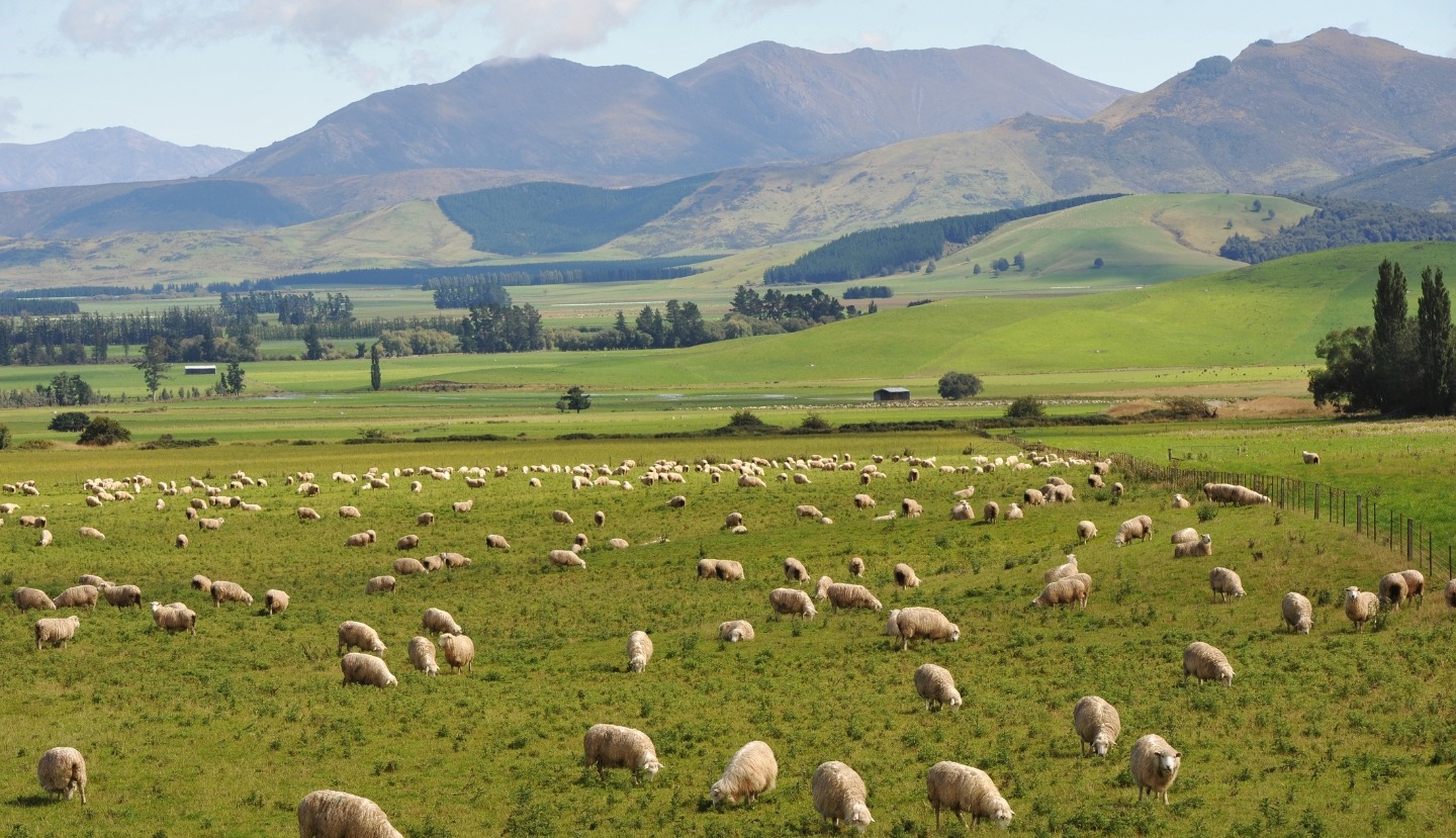 New Zealand Farm Hero Images